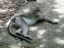 ubud (13)